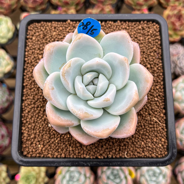 Echeveria 'Icy Green' 3" Succulent Plant Cutting