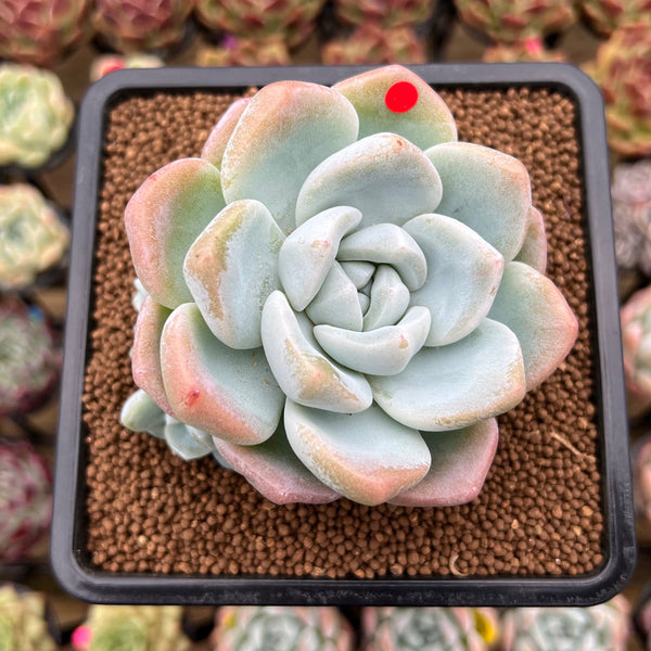 Echeveria 'Icy Green' 3" Succulent Plant Cutting