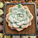 Echeveria 'Icy Green' 3" Succulent Plant Cutting