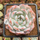 Echeveria 'Seong Yeong' 3" Succulent Plant Cutting