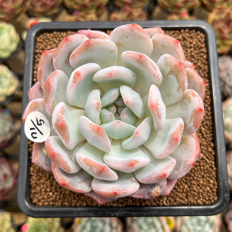 Echeveria 'Seong Yeong' 3" Succulent Plant Cutting