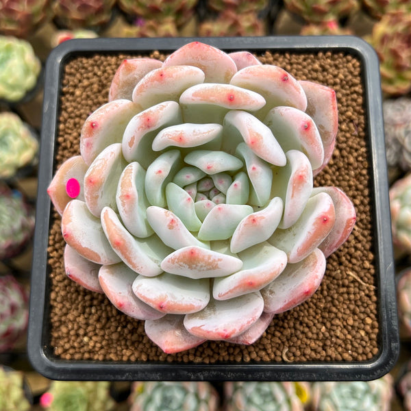 Echeveria 'Seong Yeong' 3" Succulent Plant Cutting