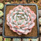 Echeveria 'Seong Yeong' 3" Succulent Plant Cutting