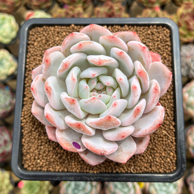 Echeveria 'Seong Yeong' 3" Succulent Plant Cutting