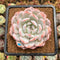 Echeveria 'Seong Yeong' 3" Succulent Plant Cutting