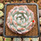 Echeveria 'Seong Yeong' 3" Succulent Plant Cutting