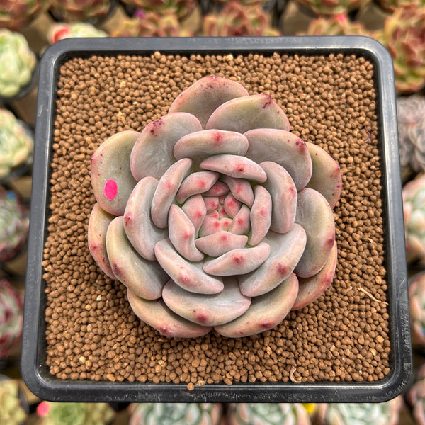 Echeveria 'Ariel' 2" Succulent Plant Cutting