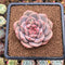 Echeveria 'Ariel' 2" Succulent Plant Cutting