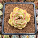 Echeveria Hybrid sp. 3" Flower Village Hybrid Succulent Plant Cutting