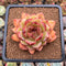 Echeveria Hybrid sp. 3" Flower Village Hybrid Succulent Plant Cutting