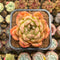 Echeveria Hybrid sp. 3" Flower Village Hybrid Succulent Plant Cutting