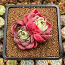 Echeveria Hybrid sp. 3" Flower Village Hybrid Succulent Plant Cutting