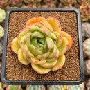 Echeveria Hybrid sp. 3" Flower Village Hybrid Succulent Plant Cutting