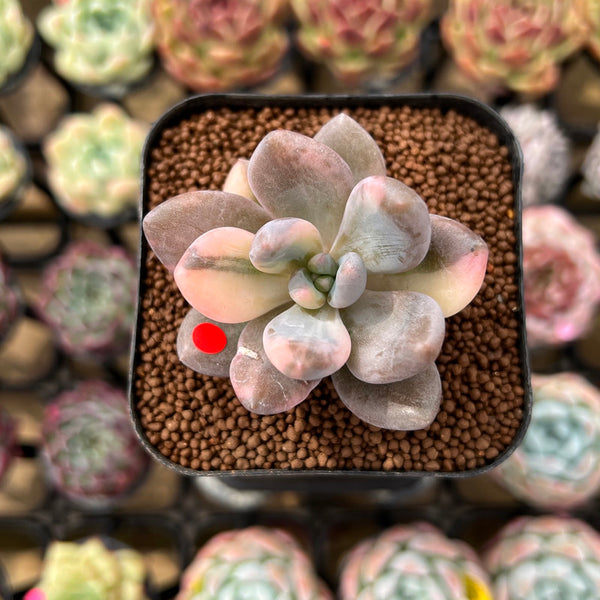 Pachyveria 'Blue Mist' 1" Succulent Plant Cutting