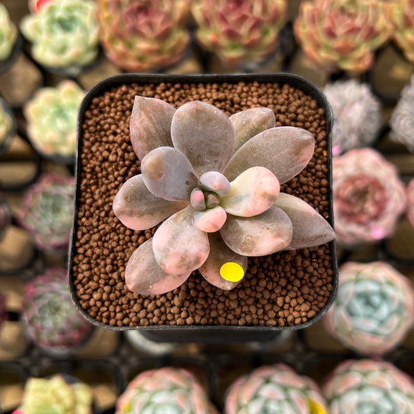 Pachyveria 'Blue Mist' 1" Succulent Plant Cutting