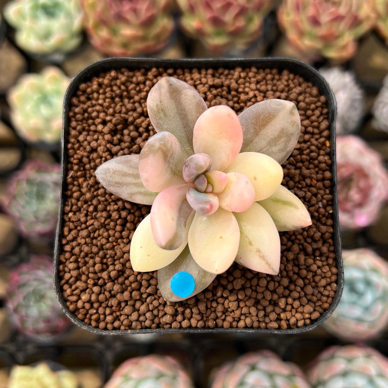 Pachyveria 'Blue Mist' 1" Succulent Plant Cutting