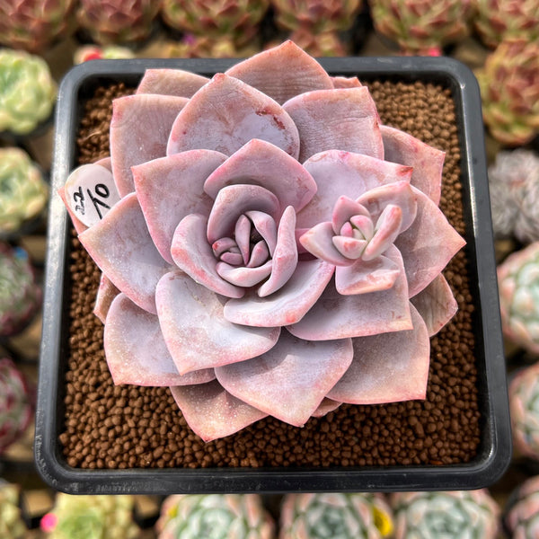 Echeveria 'Missing You' 2"-3" Succulent Plant Cutting