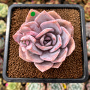 Echeveria 'Missing You' 2"-3" Succulent Plant Cutting