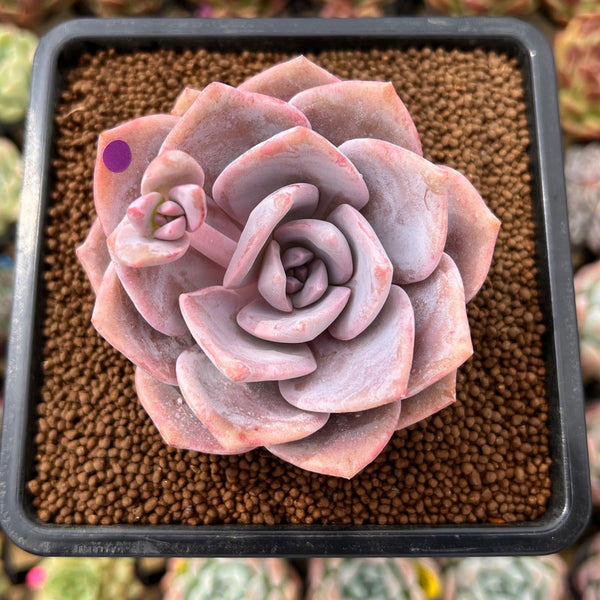 Echeveria 'Missing You' 2"-3" Succulent Plant Cutting