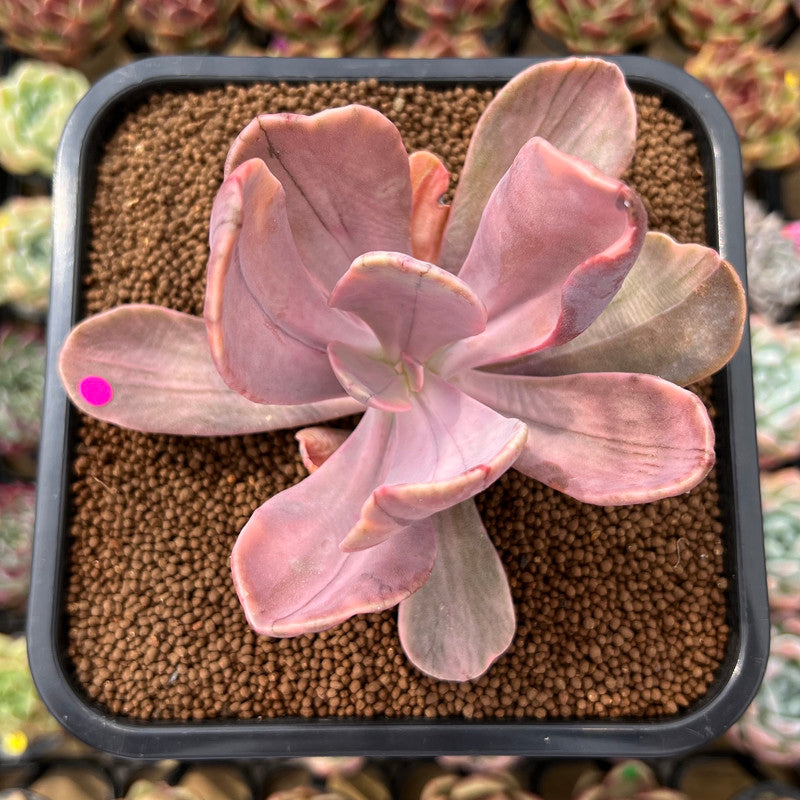 Pachyveria 'Pampoteus' Variegated 3" Succulent Plant Cutting