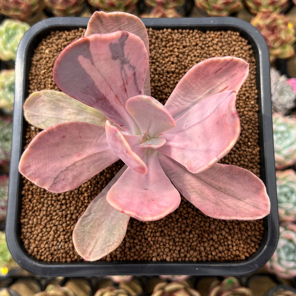 Pachyveria 'Pampoteus' Variegated 3" Succulent Plant Cutting