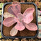 Pachyveria 'Pampoteus' Variegated 3" Succulent Plant Cutting