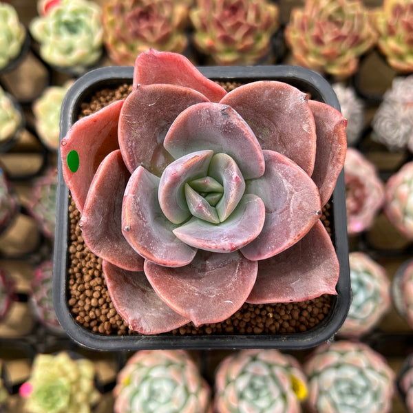 Echeveria 'Purple Tint' New Hybrid 2" Succulent Plant Cutting