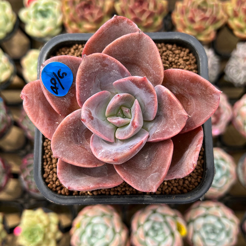 Echeveria 'Purple Tint' New Hybrid 2" Succulent Plant Cutting