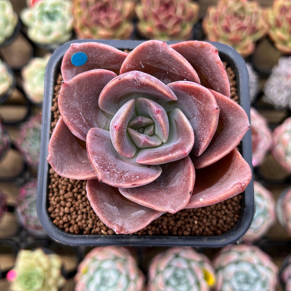 Echeveria 'Purple Tint' New Hybrid 2" Succulent Plant Cutting