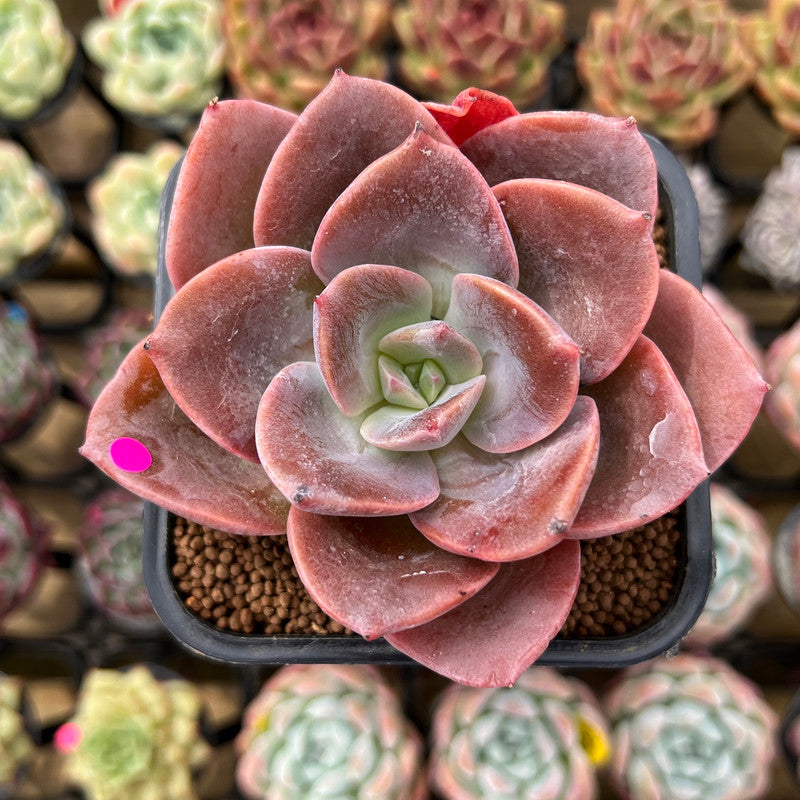 Echeveria 'Purple Tint' New Hybrid 2" Succulent Plant Cutting