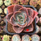 Echeveria 'Purple Tint' New Hybrid 2" Succulent Plant Cutting