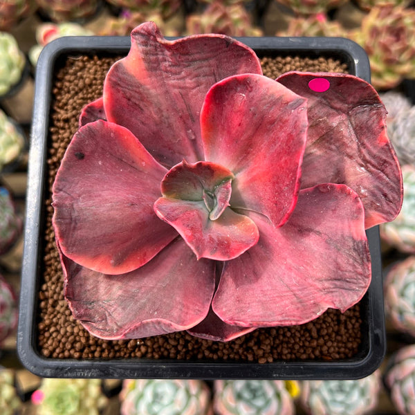 Echeveria 'Red Phoenix' Variegated 2"-3" Succulent Plant Cutting