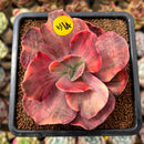 Echeveria 'Red Phoenix' Variegated 2"-3" Succulent Plant Cutting