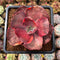 Echeveria 'Red Phoenix' Variegated 2"-3" Succulent Plant Cutting