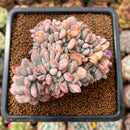 Echeveria 'Onyx' Crested 3" Succulent Plant Cutting