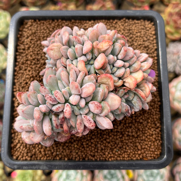 Echeveria 'Onyx' Crested 3" Succulent Plant Cutting