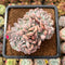 Echeveria 'Onyx' Crested 3" Succulent Plant Cutting