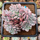 Echeveria 'Onyx' Crested 3" Succulent Plant Cutting