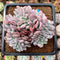 Echeveria 'Onyx' Crested 3" Succulent Plant Cutting