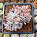 Echeveria 'Onyx' Crested 3" Succulent Plant Cutting