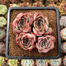 Echeveria 'Esther' 2"-3" Succulent Plant Cutting