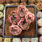 Echeveria 'Esther' 2"-3" Succulent Plant Cutting