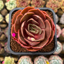 Echeveria 'Red Tan' 2" Succulent Plant Cutting