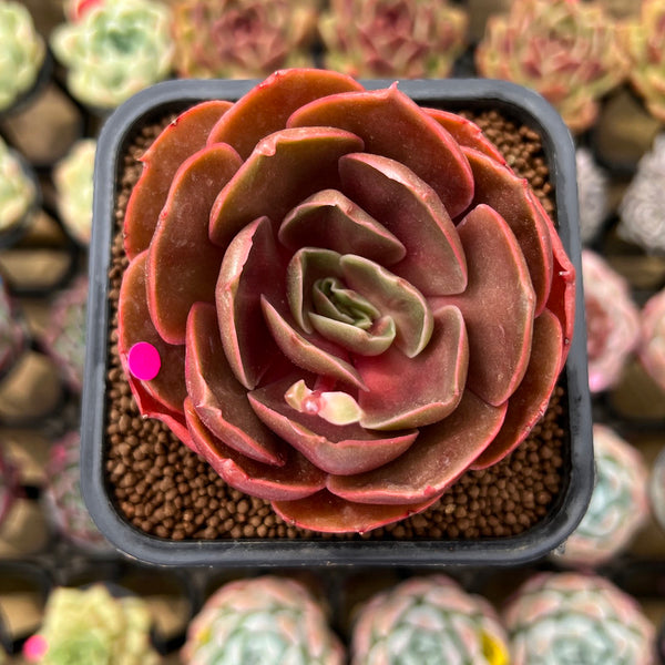 Echeveria 'Red Tan' 2" Succulent Plant Cutting