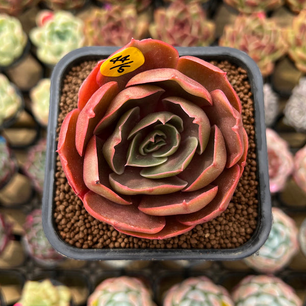 Echeveria 'Red Tan' 2" Succulent Plant Cutting