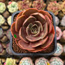 Echeveria 'Red Tan' 2" Succulent Plant Cutting