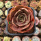 Echeveria 'Red Tan' 2" Succulent Plant Cutting