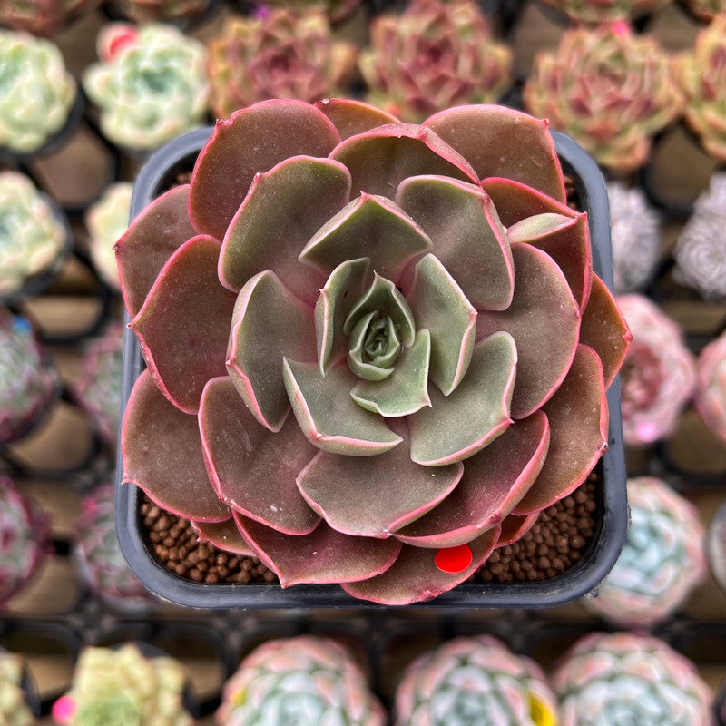 Echeveria 'Red Tan' 2" Succulent Plant Cutting