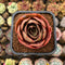 Echeveria 'Red Tan' 2" Succulent Plant Cutting