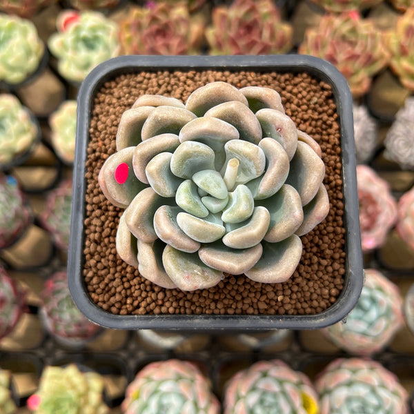 Graptoveria 'Bubble Bomb' 2" Succulent Plant Cutting